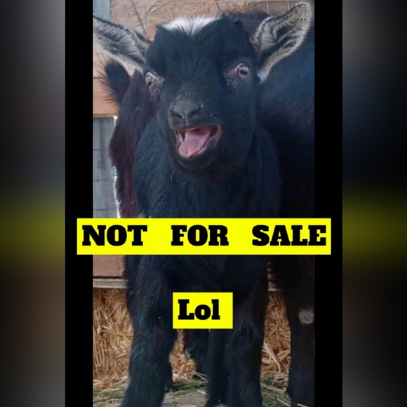 (2/$5) large San Diego long sleeve - Picture 1 of 2